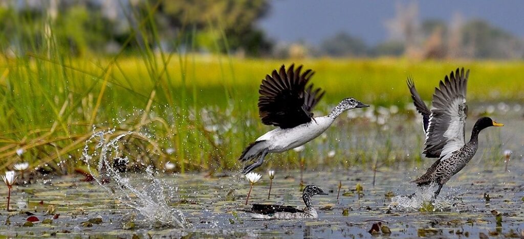 Waterfowl taking flight from a wetland in the Okavango Delta.
